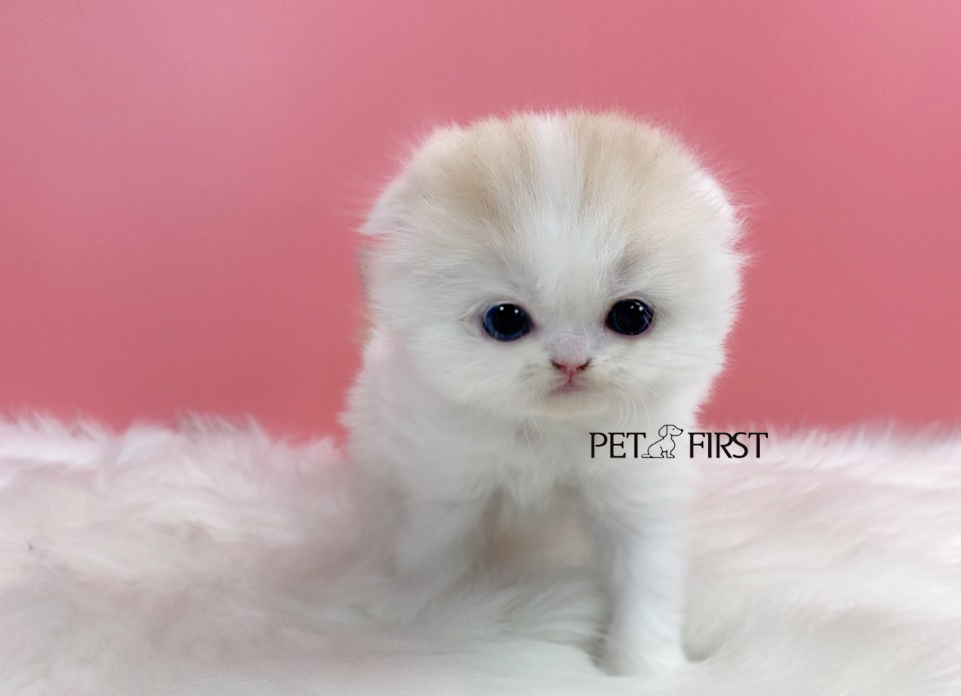 폴드(분양완료)