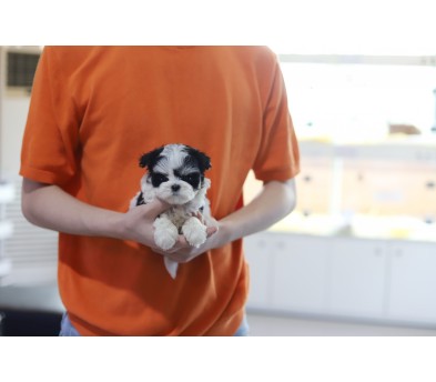 말티푸 분양합니다