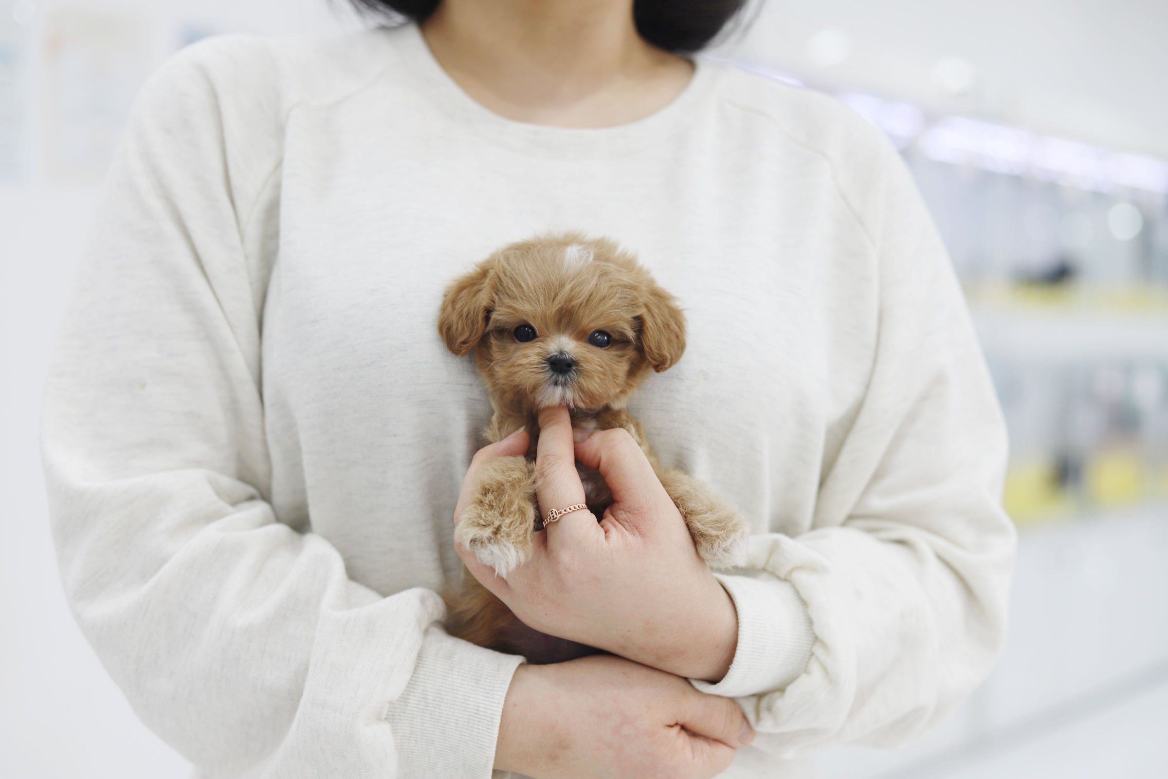 말티푸 분양합니다