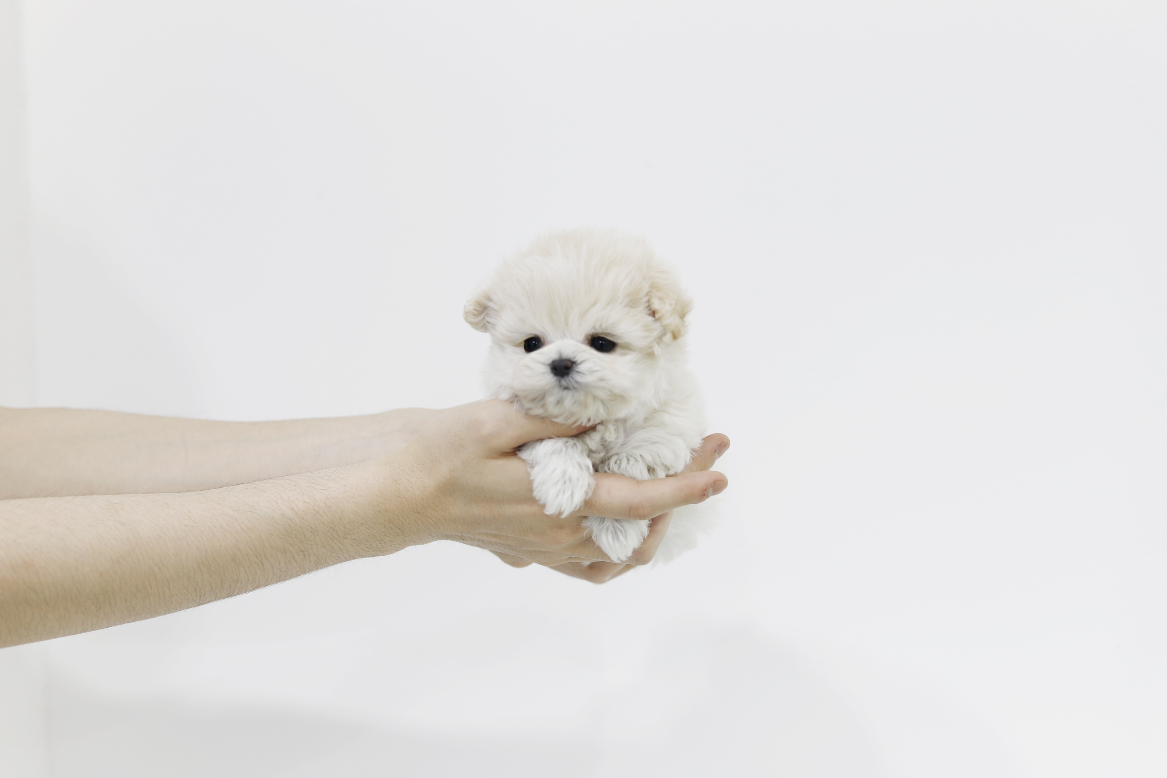 말티푸 분양합니다