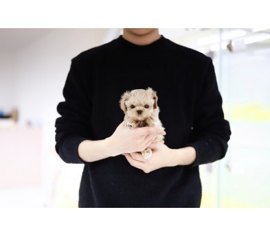 말티푸 분양합니다