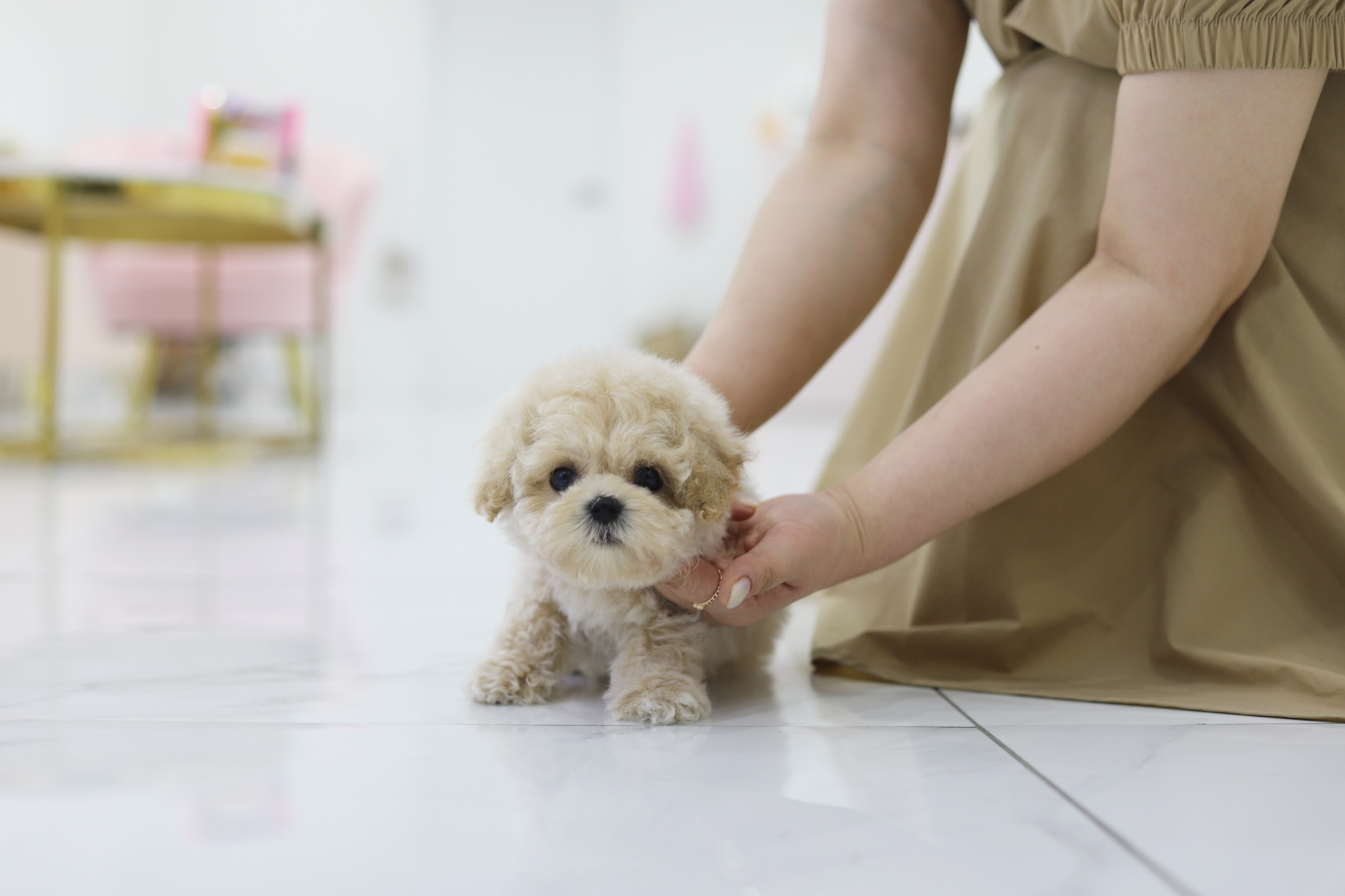 토이푸들 분양합니다