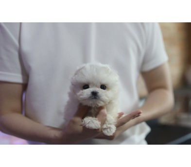 말티푸 분양합니다