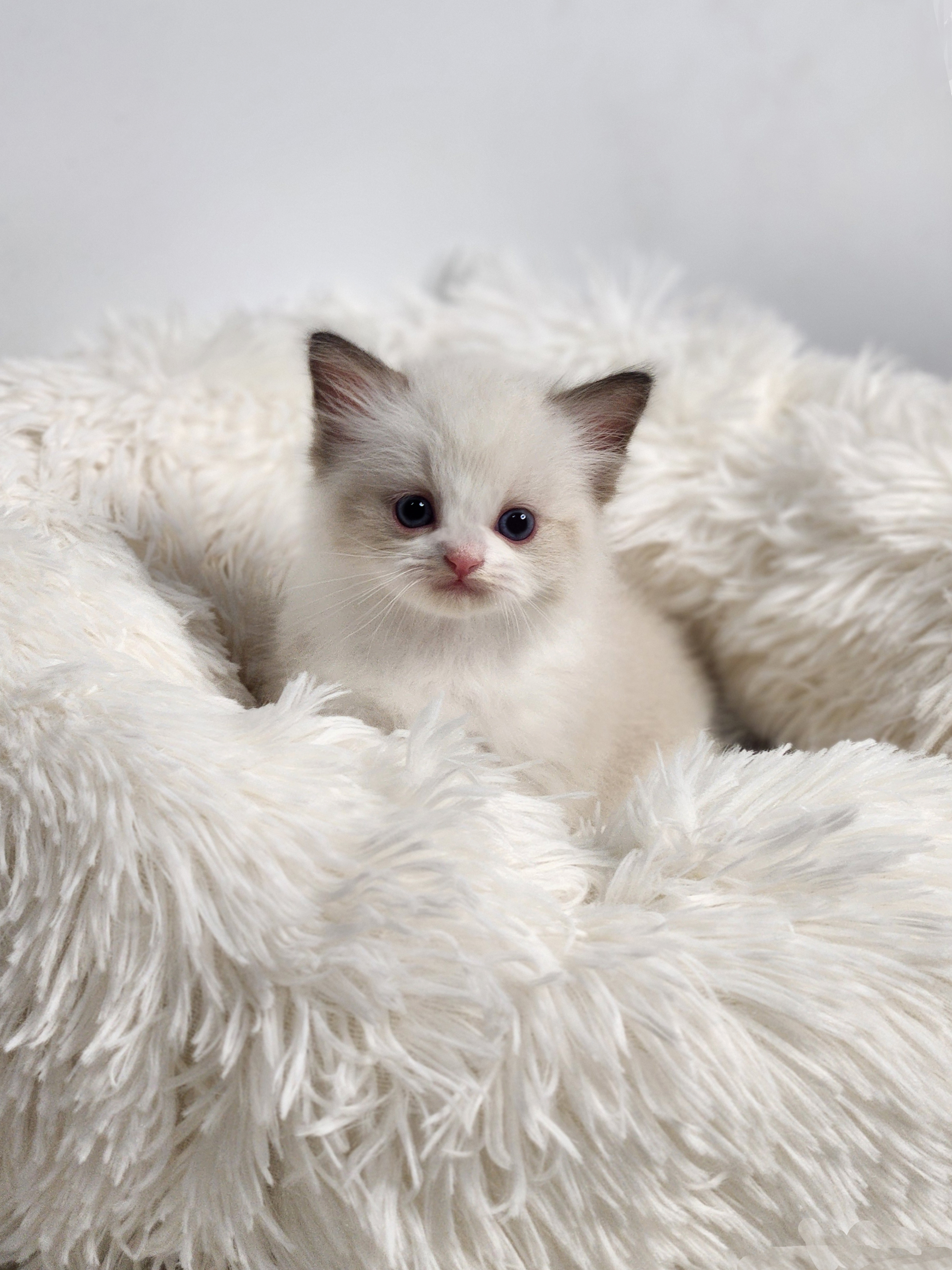 렉돌